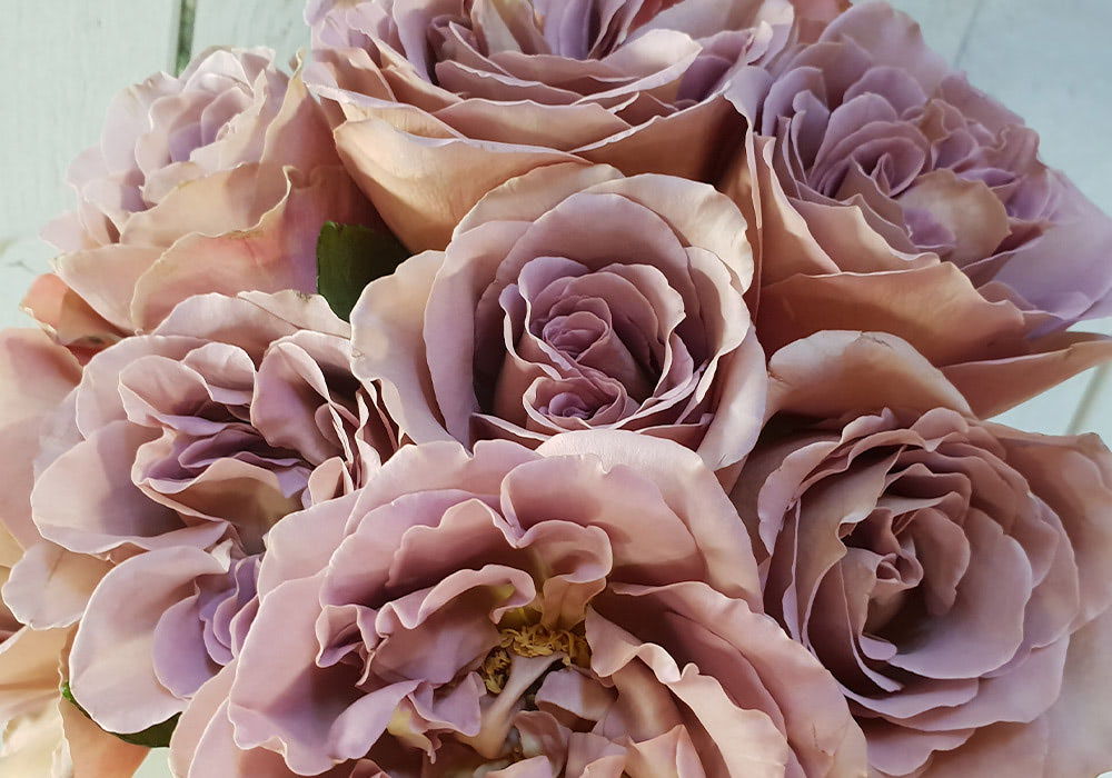 Photograph of cafe latte rose Roses